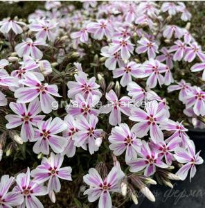 Флокс шиловидный 