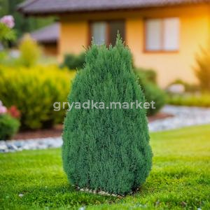 Можжевельник китайский Стрикта C 7,5 60-80 1