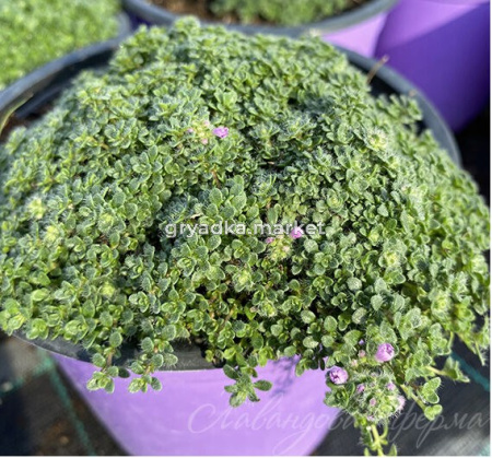 Скриншот 28-11-2023 151315