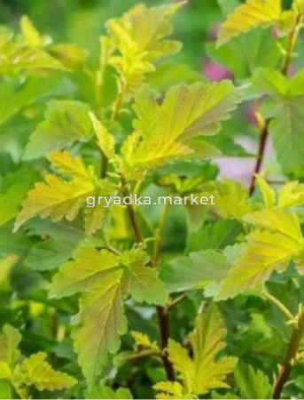 Скриншот 21-04-2026 111915