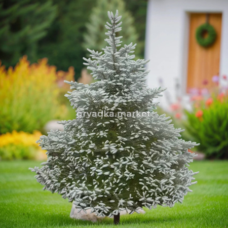 Пихта корейская Сильберлок C 7,5 80-100 1