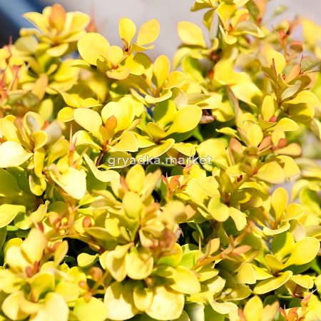 Барбарис тунберга Голдалита C 3 20-30 1