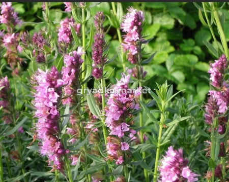 Иссоп лекарственный, C3 (розовый)