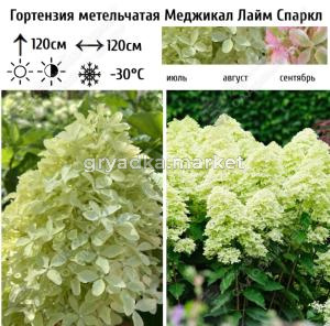 Гортензия метельчатая Меджикал Лайм Спаркл С3 ГлХ 