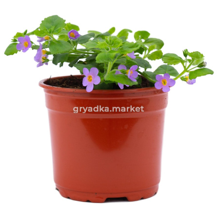 Рассада бакопа