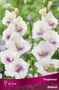 Гладиолус крупноцветковый Авиол 10шт (кремово-белые с контрастным фиолетовом пятном, 10-12)