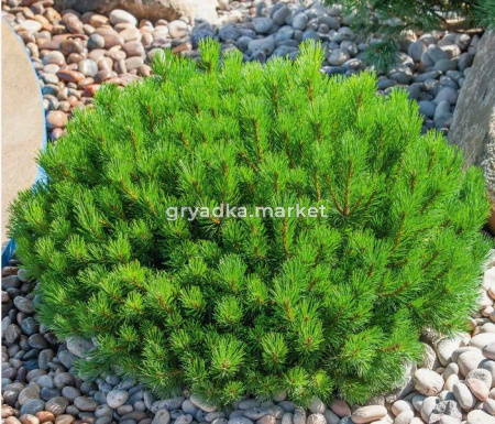 Скриншот 21-04-2026 105121