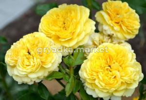 Роза флорибунда Инка  v5 Lav