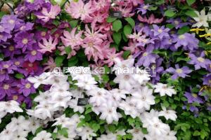 Клематис в ассорт С3