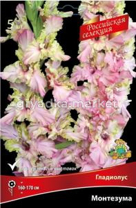 Гладиолус Монтезума (розово-сиреневые с карминной растушевкой, 5шт, 12+)