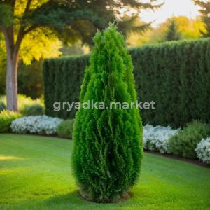 Туя западная Холмструп 120-140cm RB C15 1