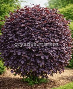 Скриншот 21-04-2026 132530