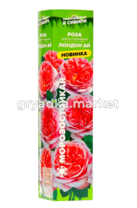 Скриншот 27-03-2025 140407-Photoroom