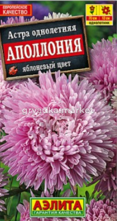 Астра Аполлония яблоневый цвет (Аэлита)
