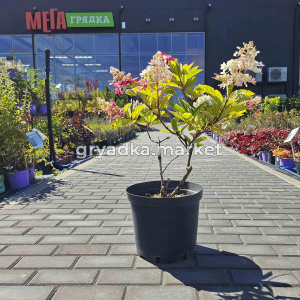 Гортензия метельчатая Канделайт C7,5 Н40-60 (Szmit)