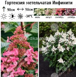 Гортензия метельчатая Инфинити С3 (Самарский Питомник) 
