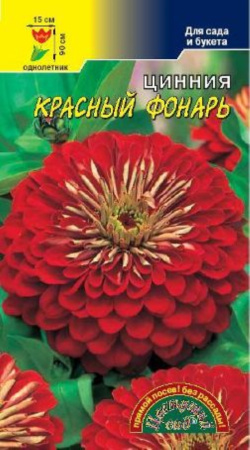 Цинния Красный фонарь Цвет сад