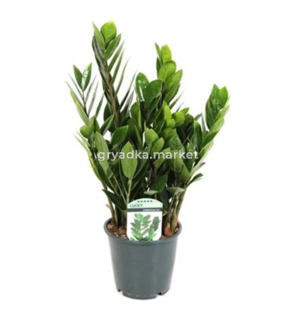 Замиокулькас Лаки Классик 6+ С14 H40