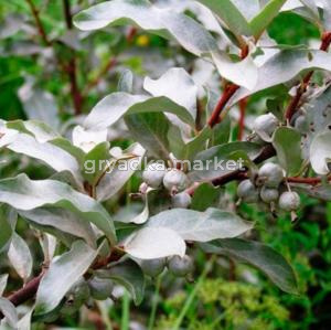 Лох серебристый, С3;20-40 (Питомник Малахит)