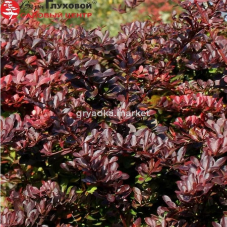 Барбарис Тунберга Кармен С3 СП