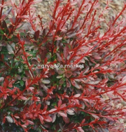 Барбарис Тунберга (Berberis thunbergii Red Dream PBR) C3 Н30 - 40