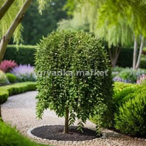 Ива козья Саликс C3 1