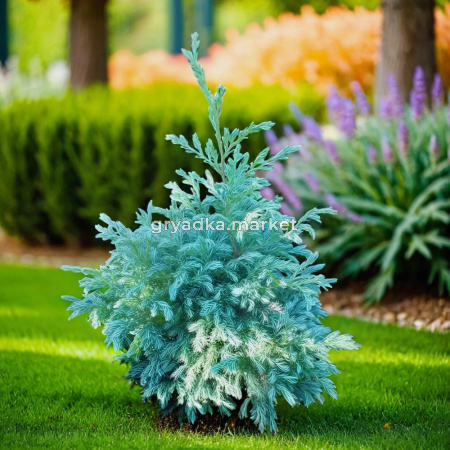 Кипарисовик горохоплодный Филифера Нана C 7,5 30-40 1