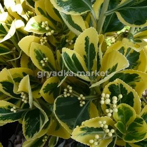 Бересклет японский Марике C5 Шт 80 1