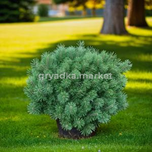 Сосна горная Гном C5 1