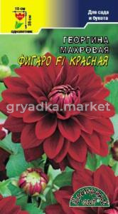 Георгина Фигаро F1 Красная махровая Цвет сад
