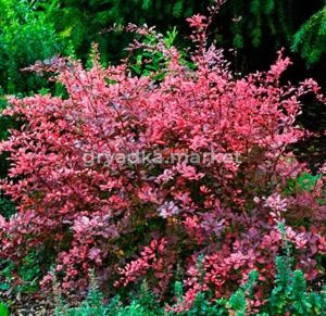 Барбарис тунберга Роуз Глоу v2 Lav