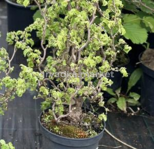 Скриншот 21-04-2026 144930