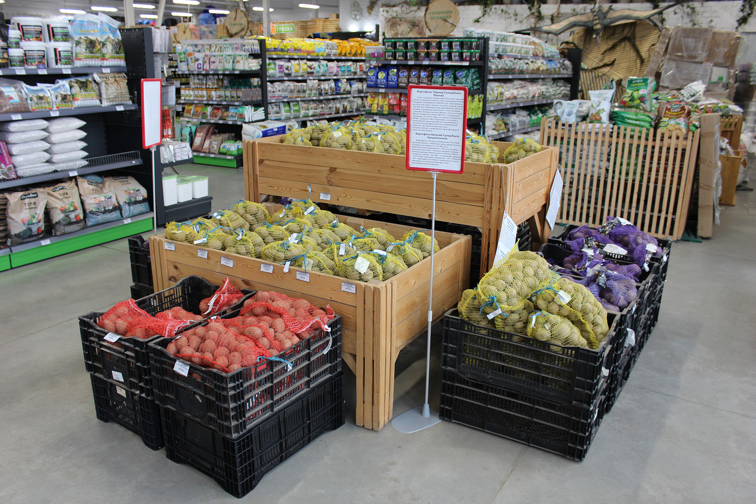 Подготовка картофеля к посадке весной: просто и результативно