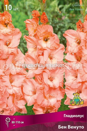 Гладиолус крупноцветковый Бен Венуто 10шт (розово-лососевый с мягким персиковым отливом, 10-12)