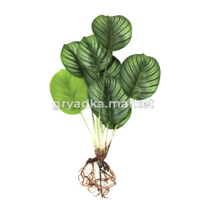 растение иск.