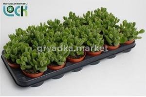 Котиледон Ледисмитиензис С8,5 Н15