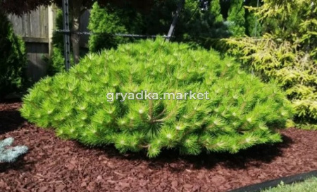 Скриншот 21-04-2026 104819