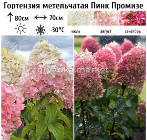 Гортензия метельчатая Пинк Промизе С3 (Самарский Питомник)