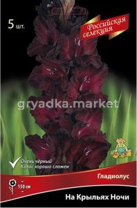 Гладиолус На крыльях ночи (насыщенный ярко-розовый с лососевым румянцем, 5шт, 12+)