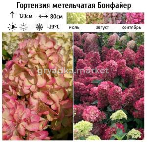 Гортензия метельчатая Бонфайер  С3 (Самарский Питомник)