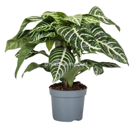 Афеландра Ботаника Грин 13см