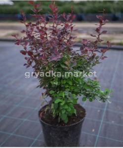 Барбарис тунберга 'Atropurpurea', к-5,0  (Berberis thunbergii 'Atropurpurea', к-5,0)