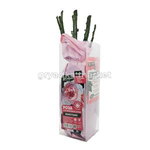 Роза Констанс английская 1шт (Сиберика)