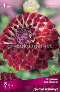 Георгина шаровидная Джоуи Джошуа