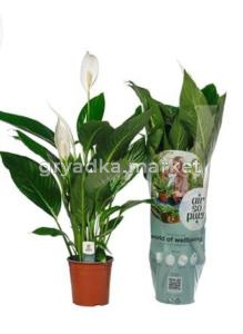 Спатифиллум Винго Купидо 4+ С17 H70