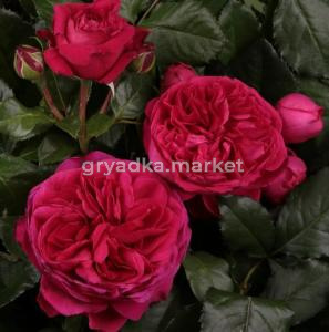 Скриншот 14-02-2023 095607