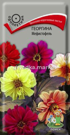 Георгина Мефистофель Поиск