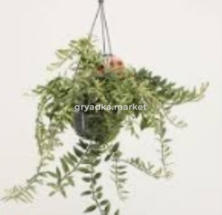 Эсхинантус Болеро Биколор D17 H35