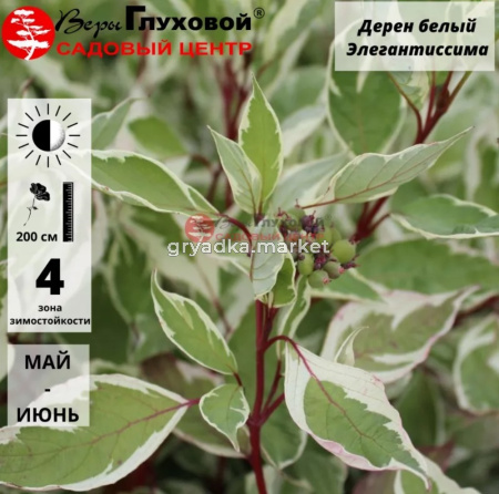 Дерен Элегантиссима белый С3 СП