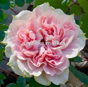 Скриншот 17-02-2026 144259